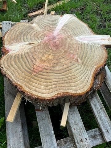 Große, frisch geschnittene Baumscheibe mit Jahresringen auf einer Palette